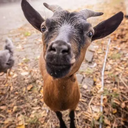 De Kaasmakerij - Ruim Op Huize Blokland Hem