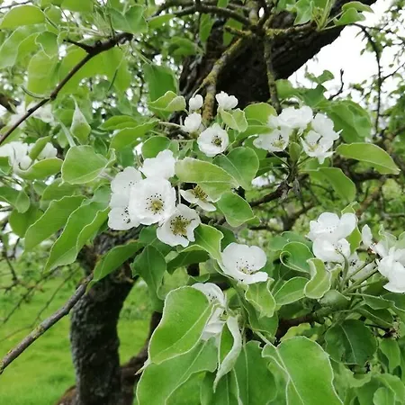 De Kaasmakerij - Ruim Op Huize Blokland *
