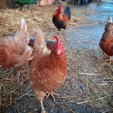 De Kaasmakerij - Ruim Op Huize Blokland Дом отдыха Hem